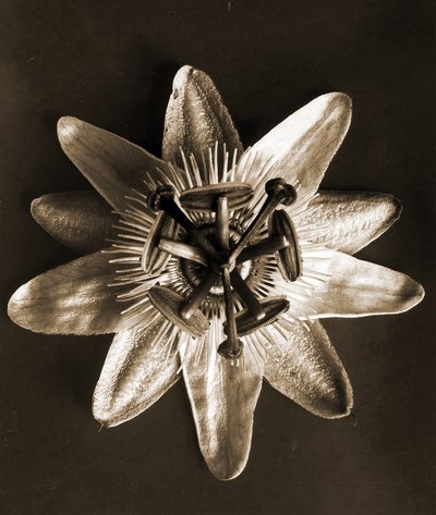Passiflora, 1929 da Karl Blossfeldt